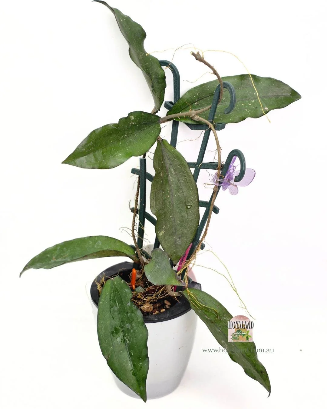 🍂 Hoya erythrina BACHO