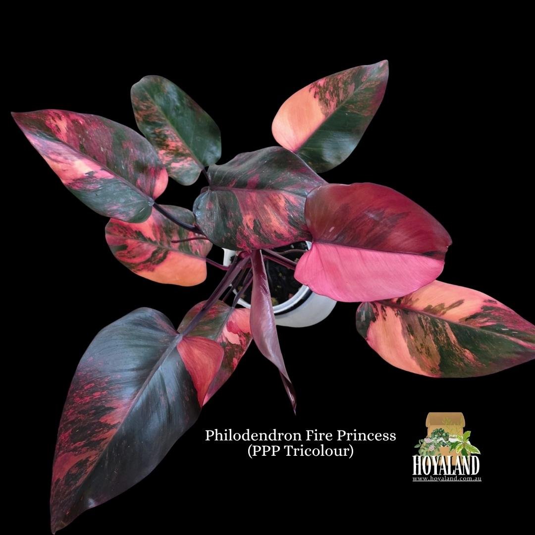 Philodendron Fire Princess (PPP Tricolour).jpg