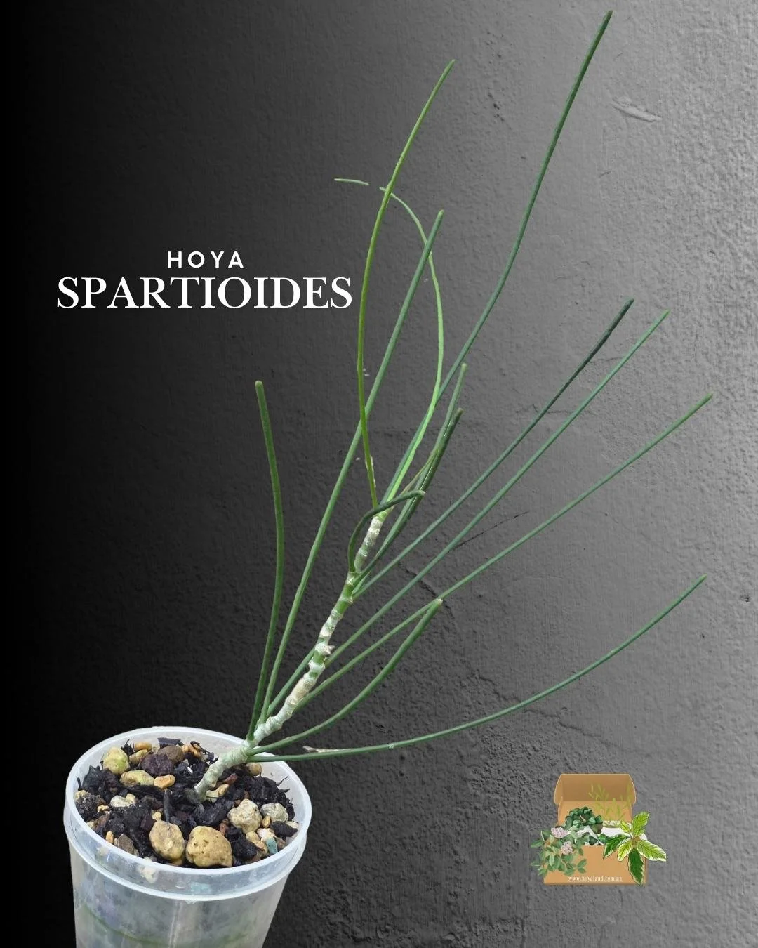🌞 Hoya spartioides: The Leafless Wonder 🎄