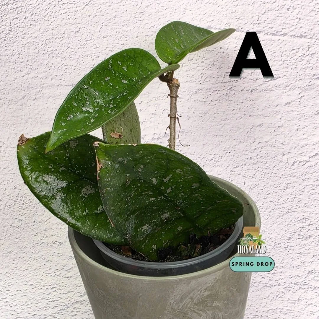 Established Hoya carnosa Starry Night showing dark green succulent leaves speckled with dense starry silver flecks