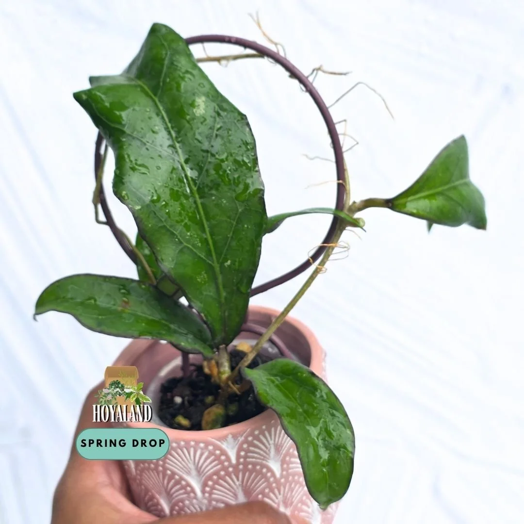 Established Hoya Swiffers Treat SS 27-108 climbing vine showing thick rigid leaves with dark reticulated veins and bronze sunstressed margins