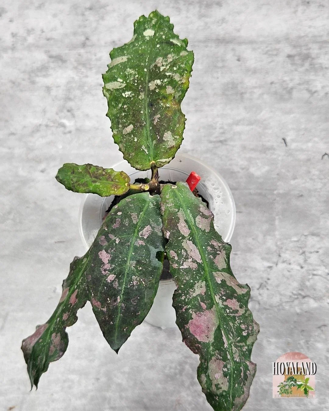Hoya undulata (1).jpg