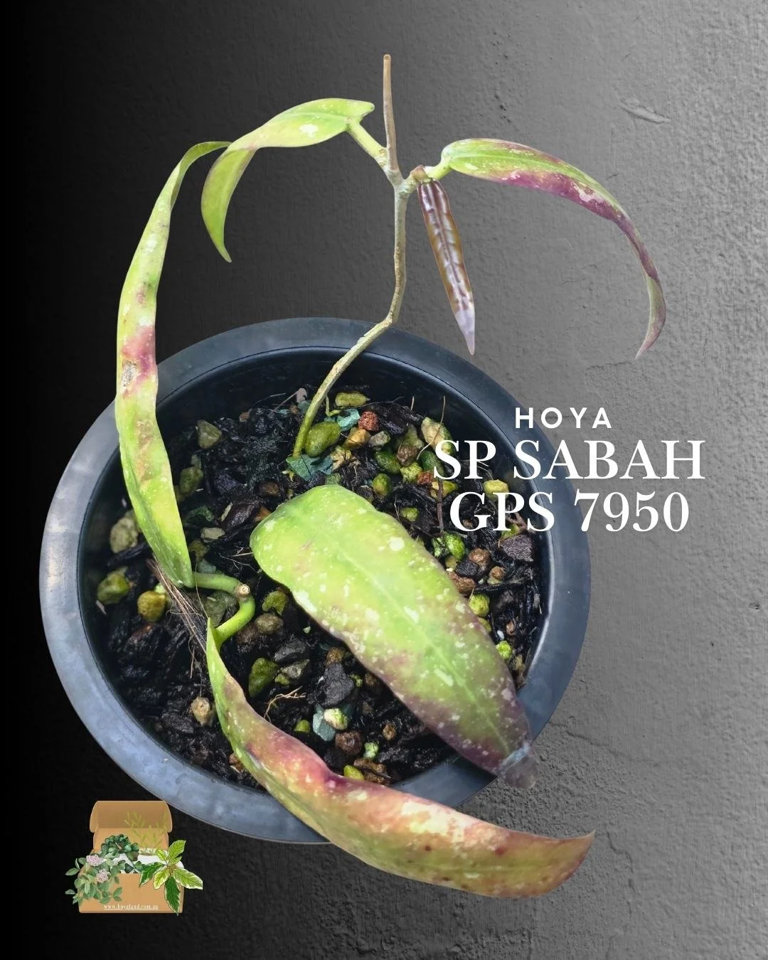 Hoya sp Sabah GPS 7950.jpg