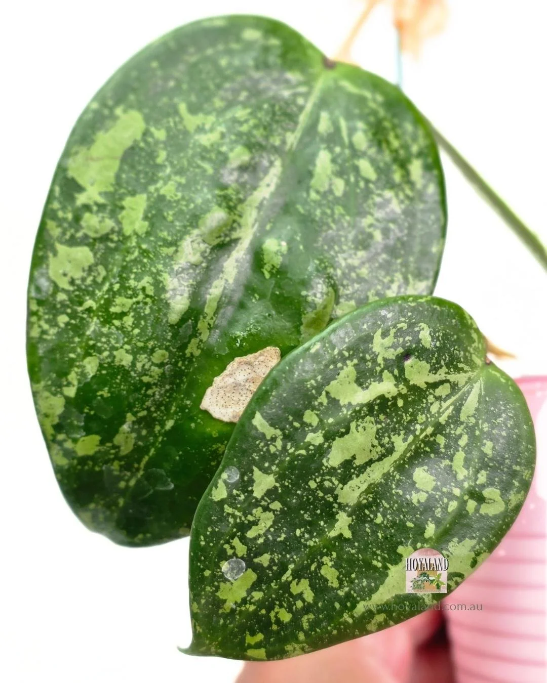 Hoya latifolia silver splash (3).jpg