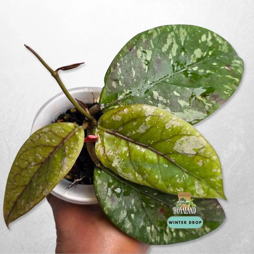 Established Hoya sp Gayo Lues Splash with silver splash flecking on veiny foliage