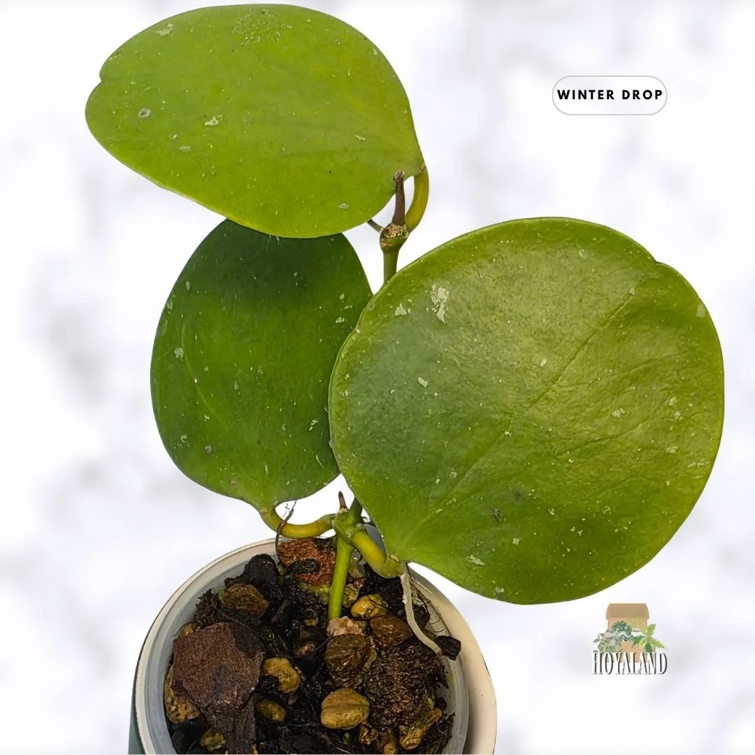 buy-rare-hoya-kastbergii-rare-indoor-plants-australia (3).jpg