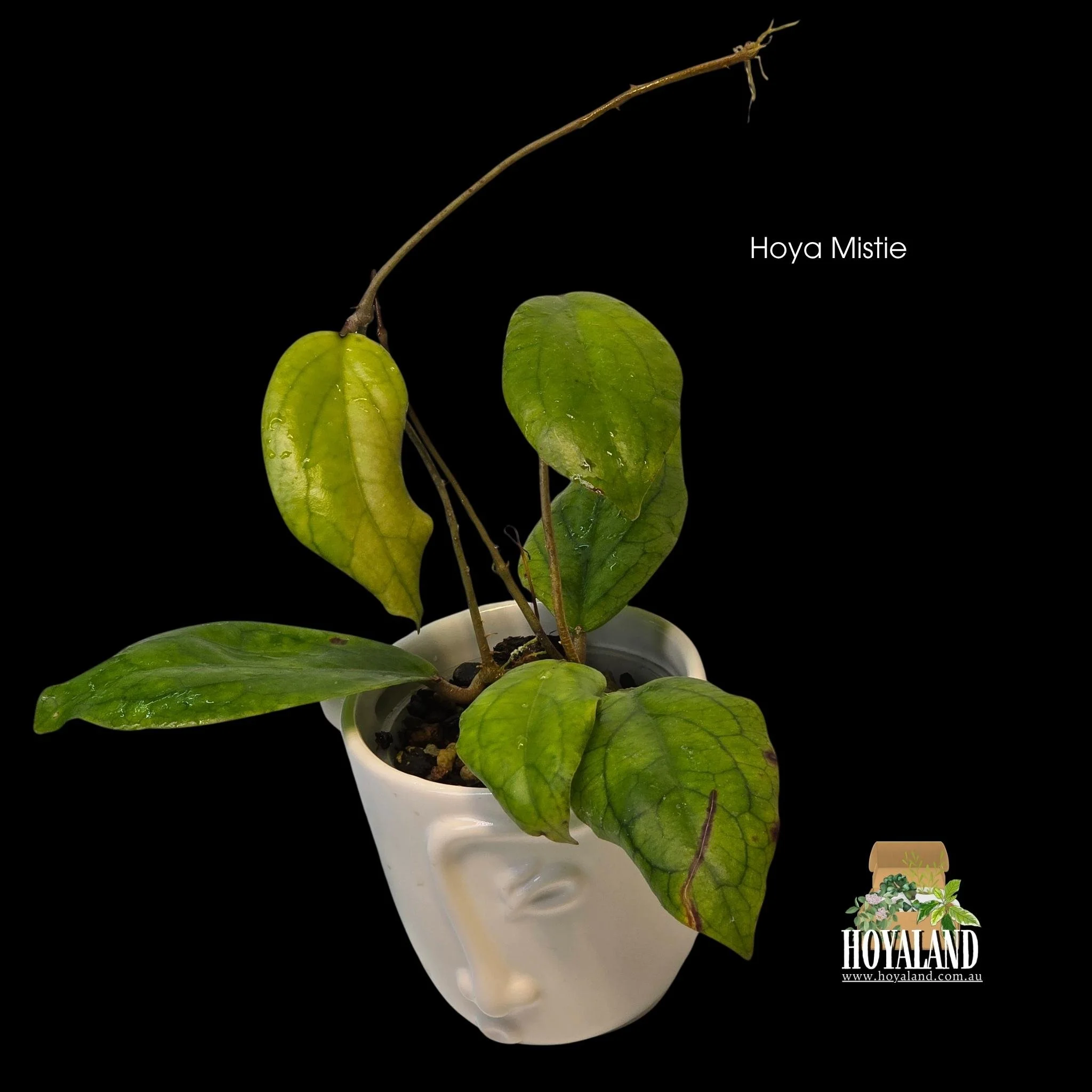 Hoya Mistie (5).jpg