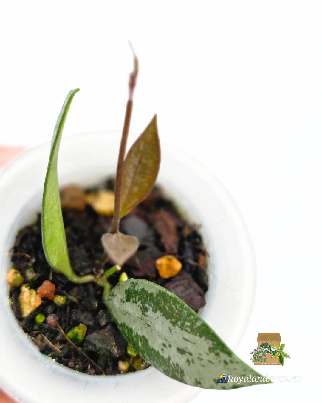 Hoya Rosita Silver 2.jpg