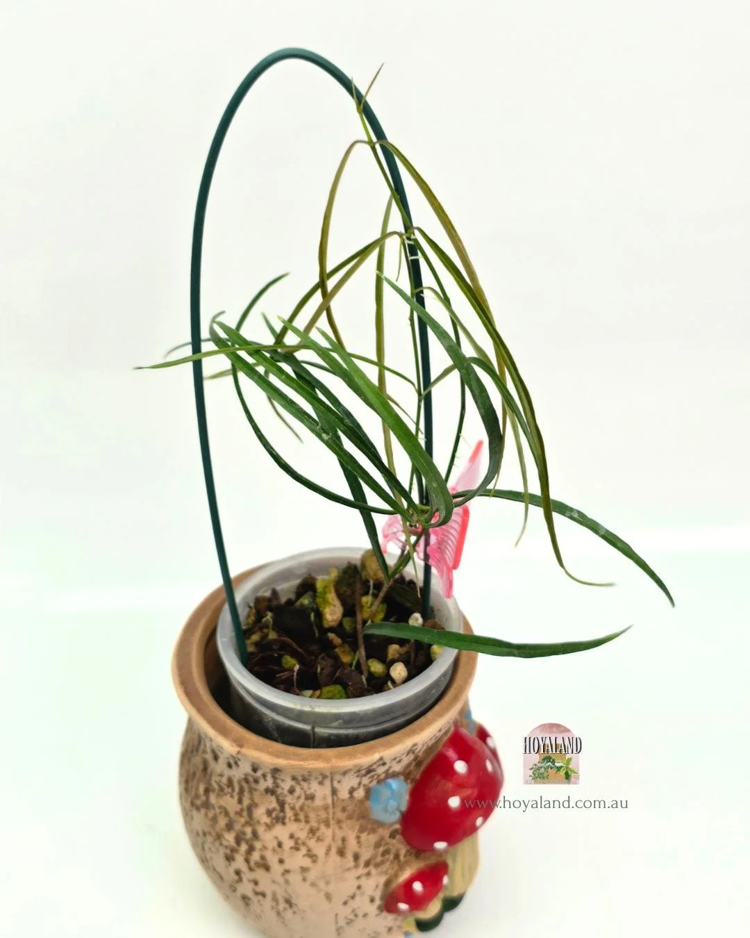 Hoya stenophylla (2).jpg