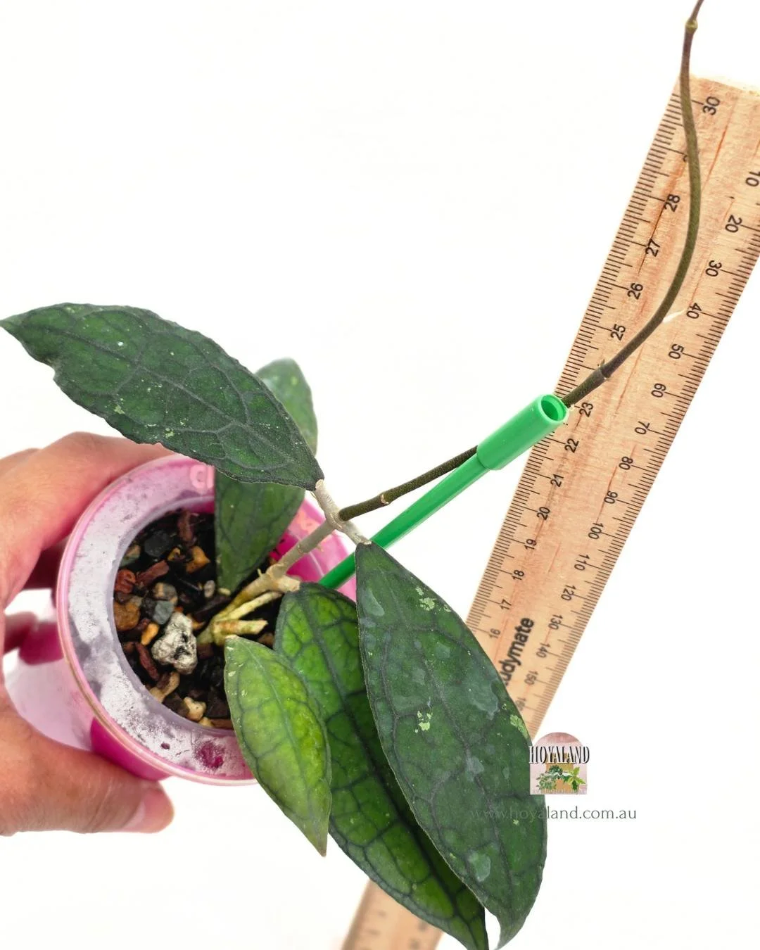 🍂 Hoya clemensiorum mini leaves