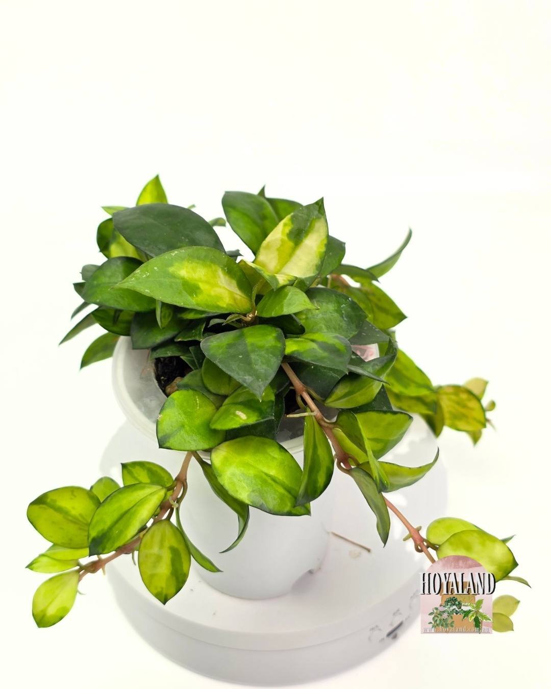 Hoya lacunosa asami reverse (5).jpg