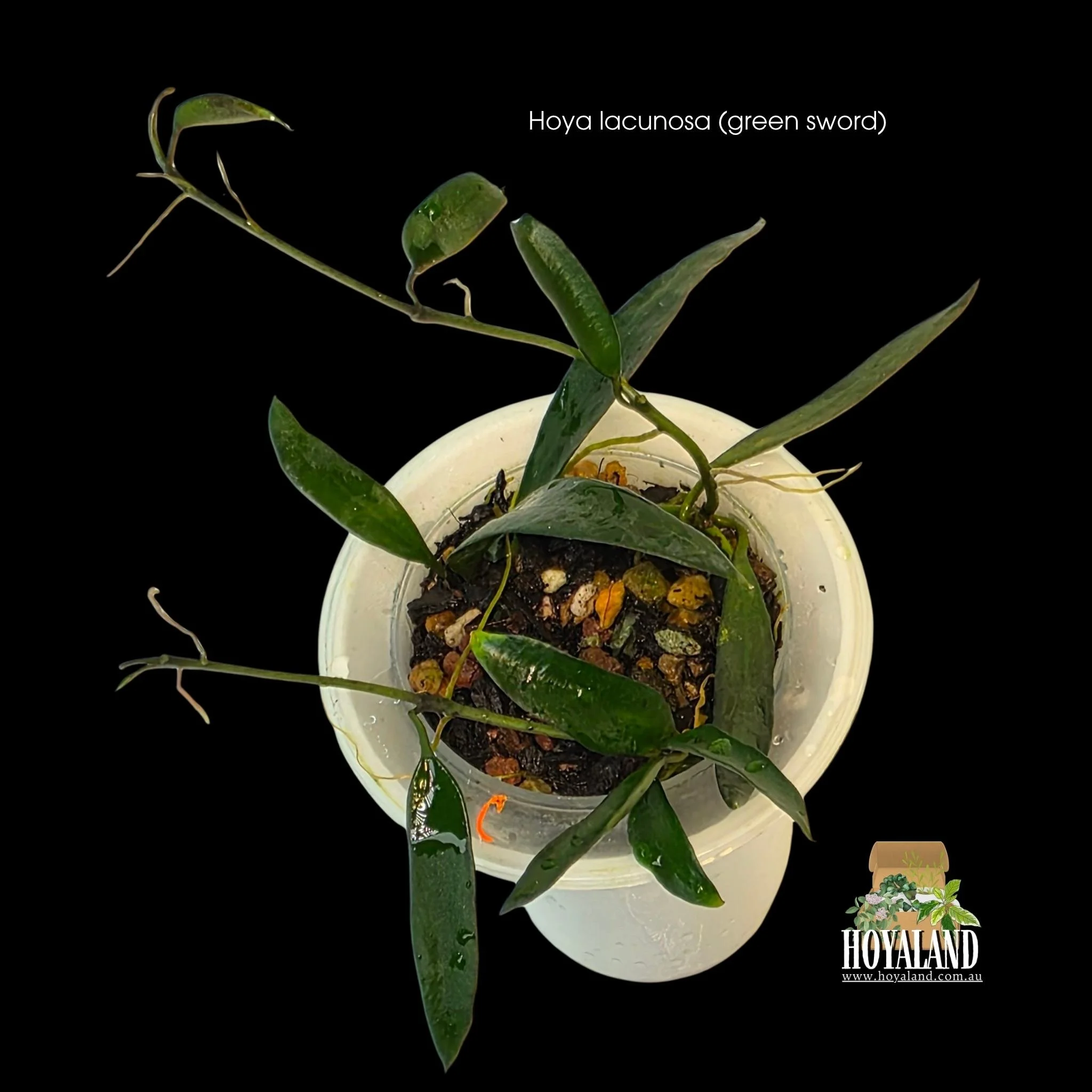 Hoya lacunosa green sword c (4).jpg