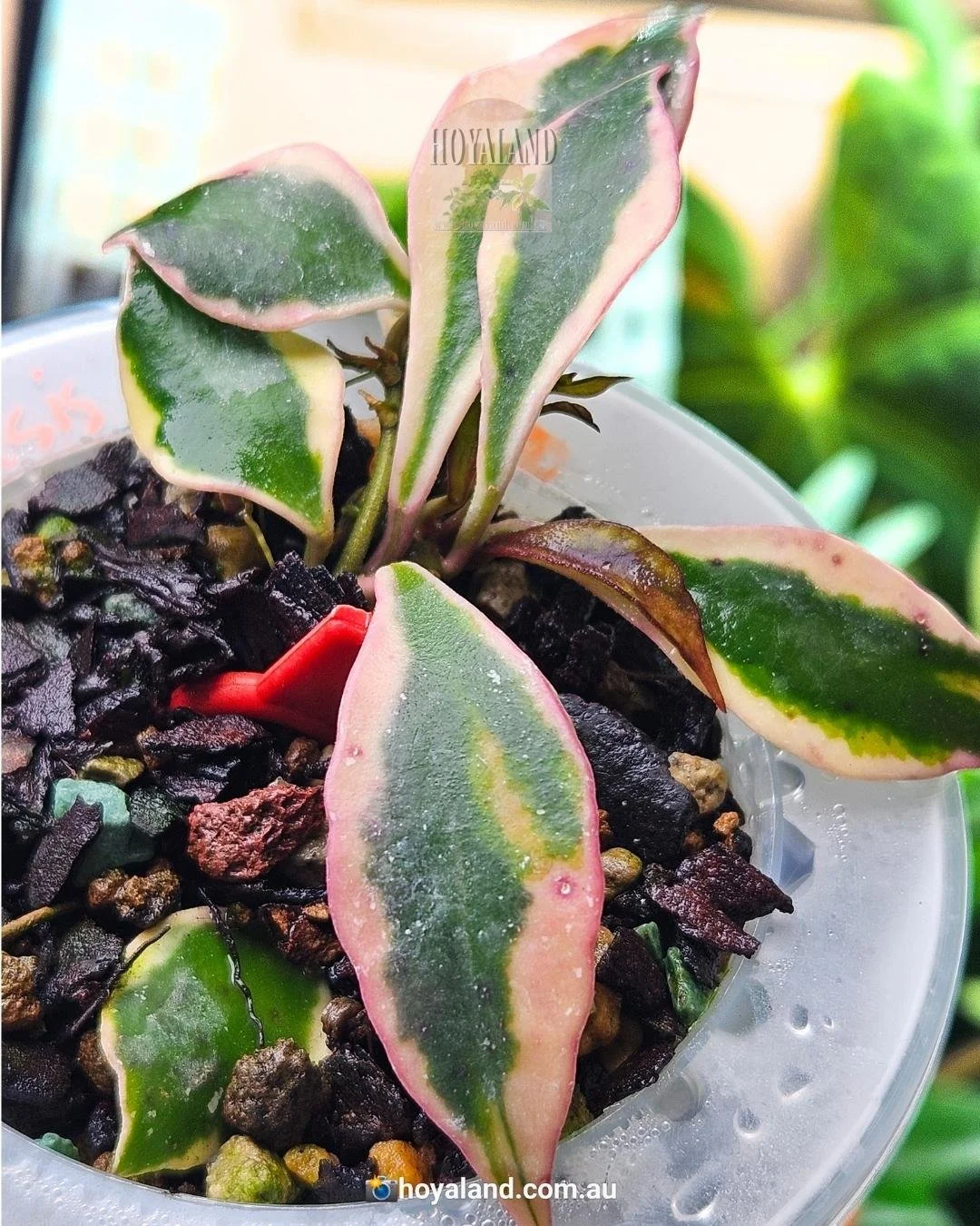 Hoya bakoensis albo (4).jpg
