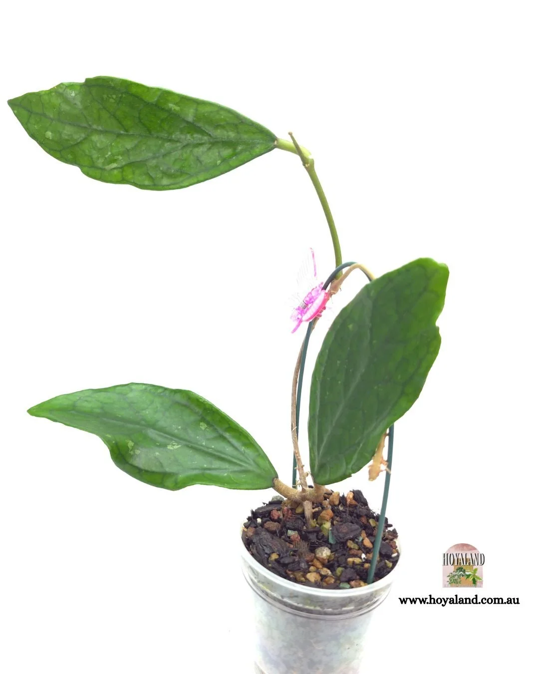 Hoya Germany (2).jpg