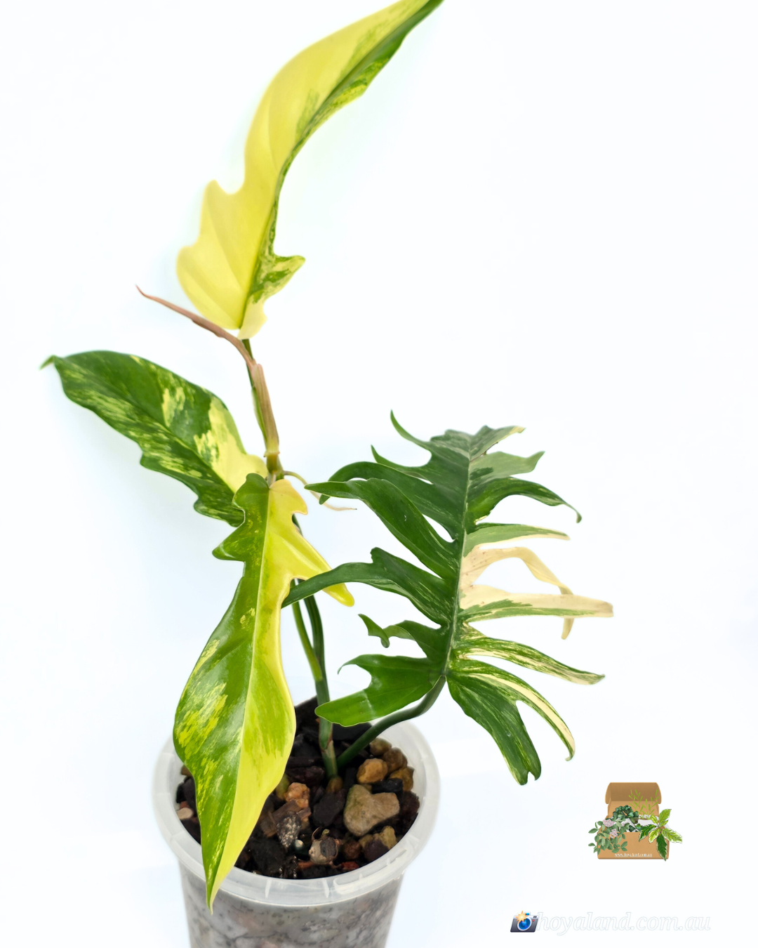 Philodendron fb x tortum 1 (2).png