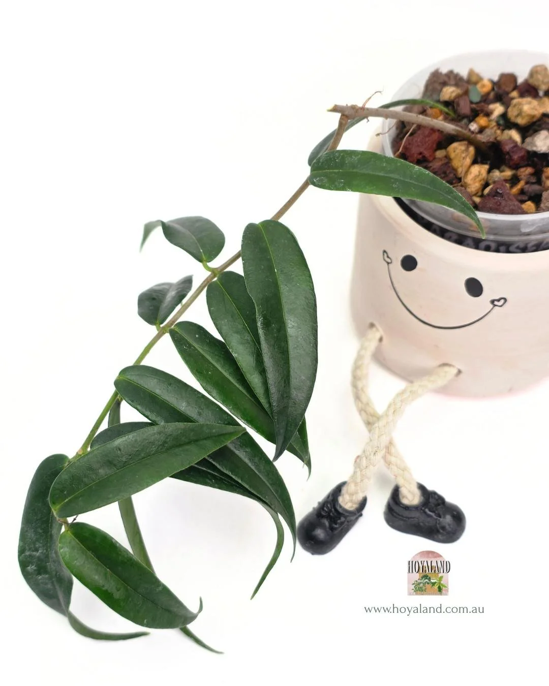 🍂  Rare Thin Leaf Hoya paradisea white