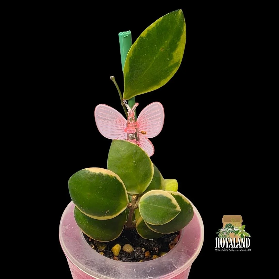 Hoya incurvula albo (4).jpg