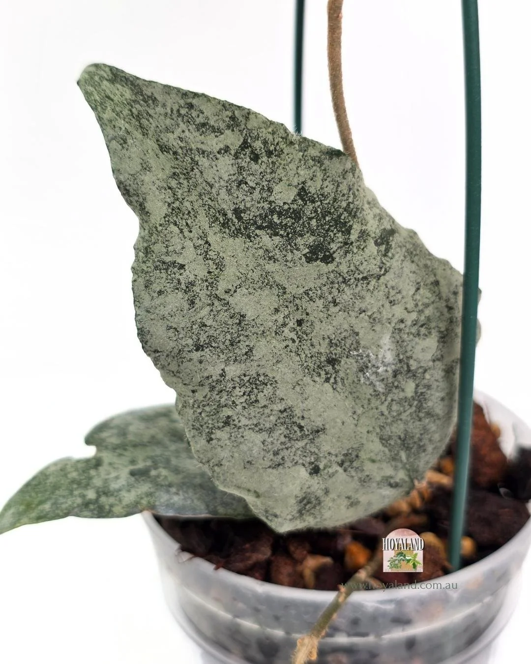 Hoya caudata silver (2).jpg