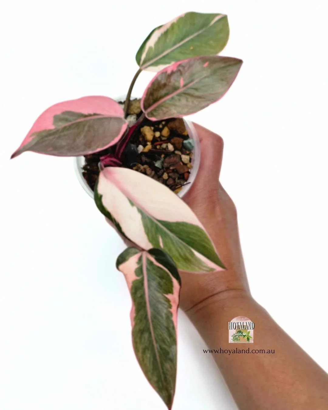 Philodendron pink princess mutation.jpg