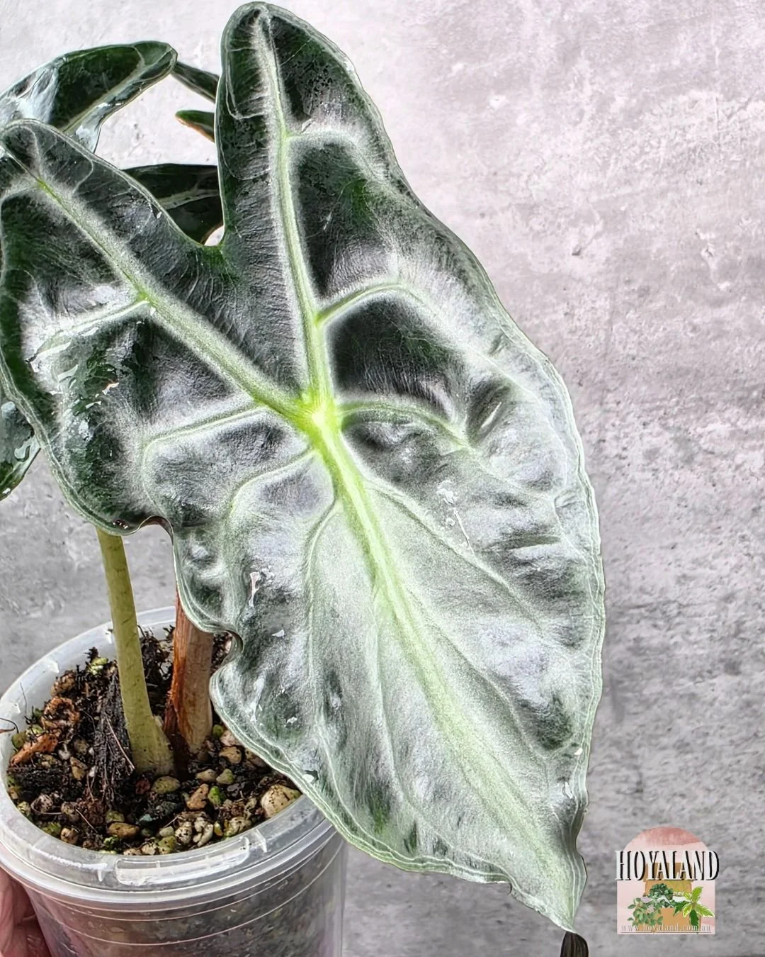 Alocasia venom (3).jpg