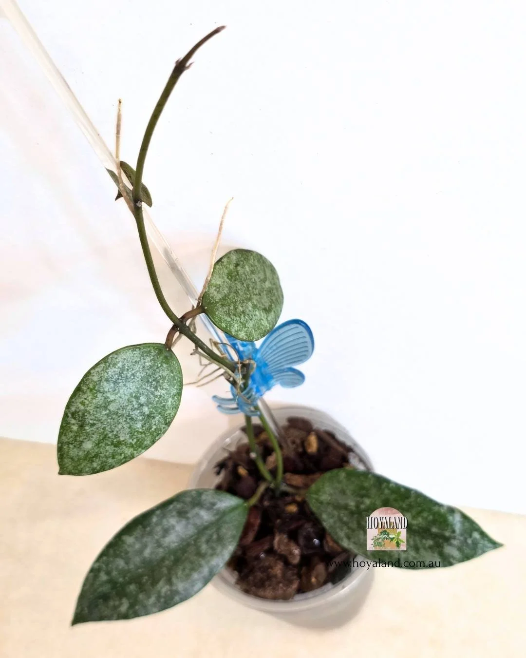 Hoya walliniana silver 1 (6).jpg