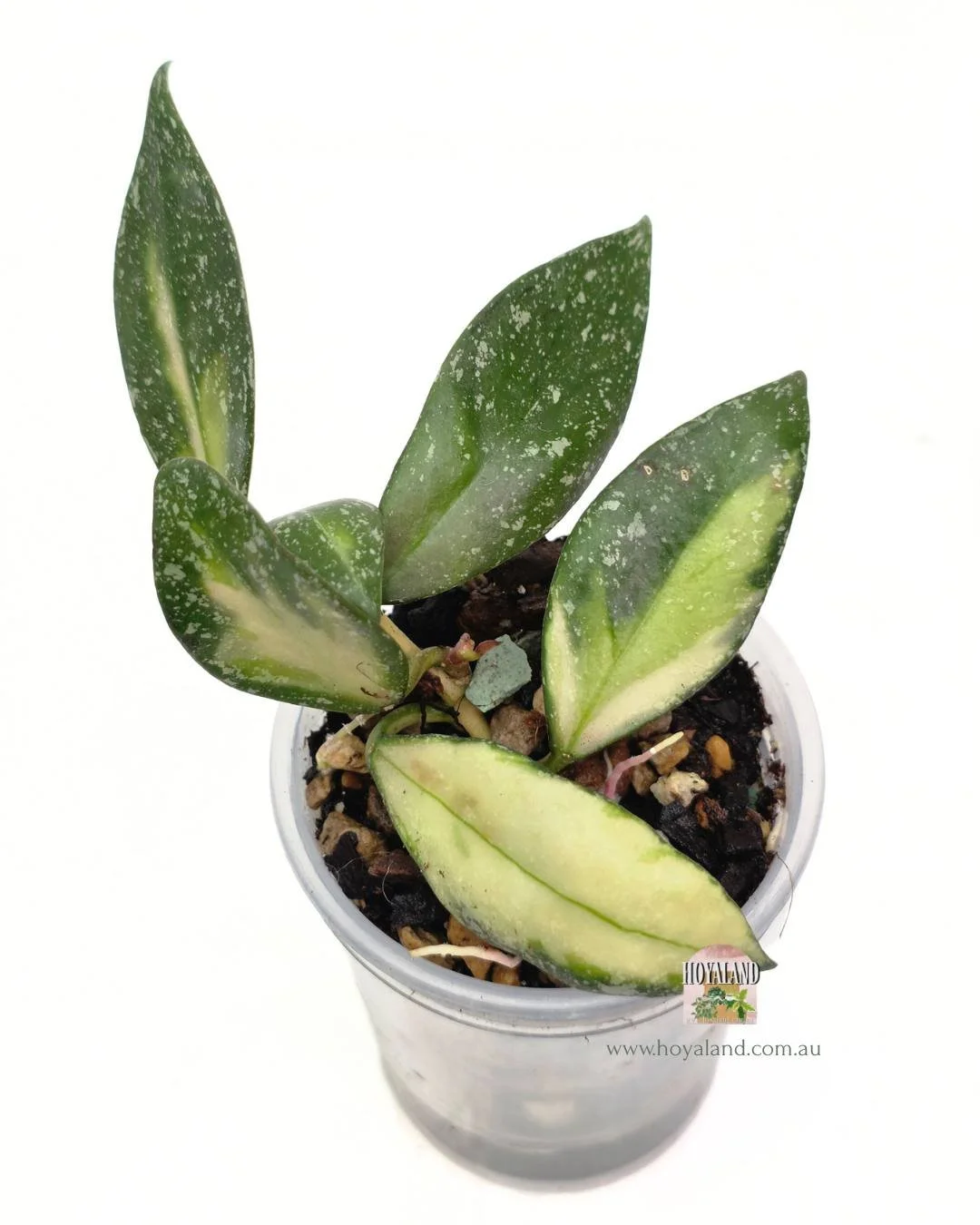 Hoya nabawanensis variegata (4).jpg