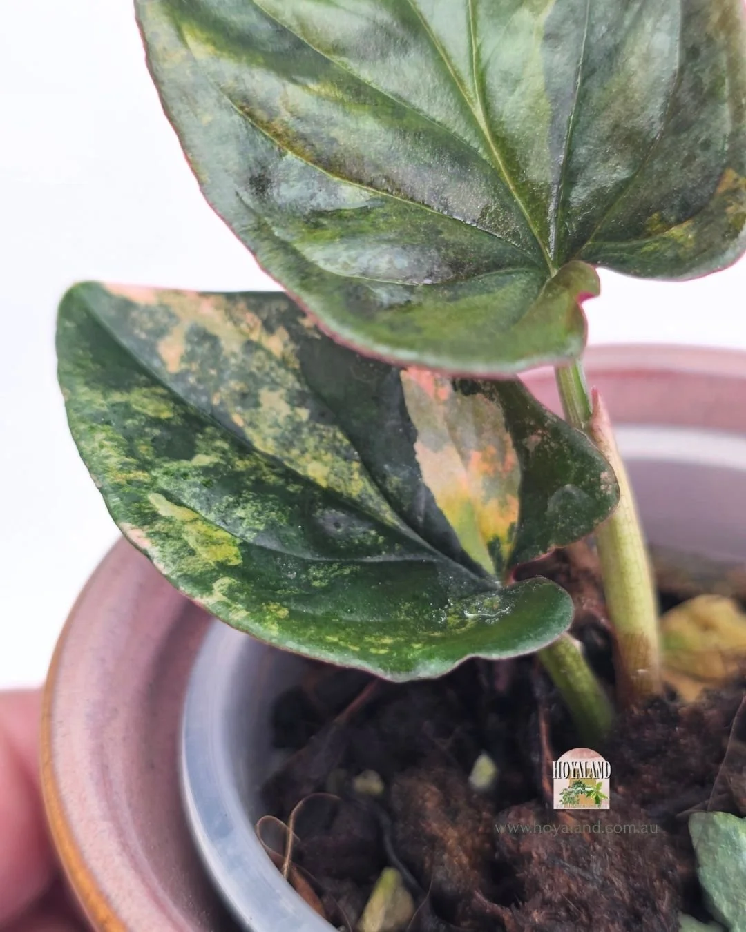 Syngonium red arrow variegata (4).jpg