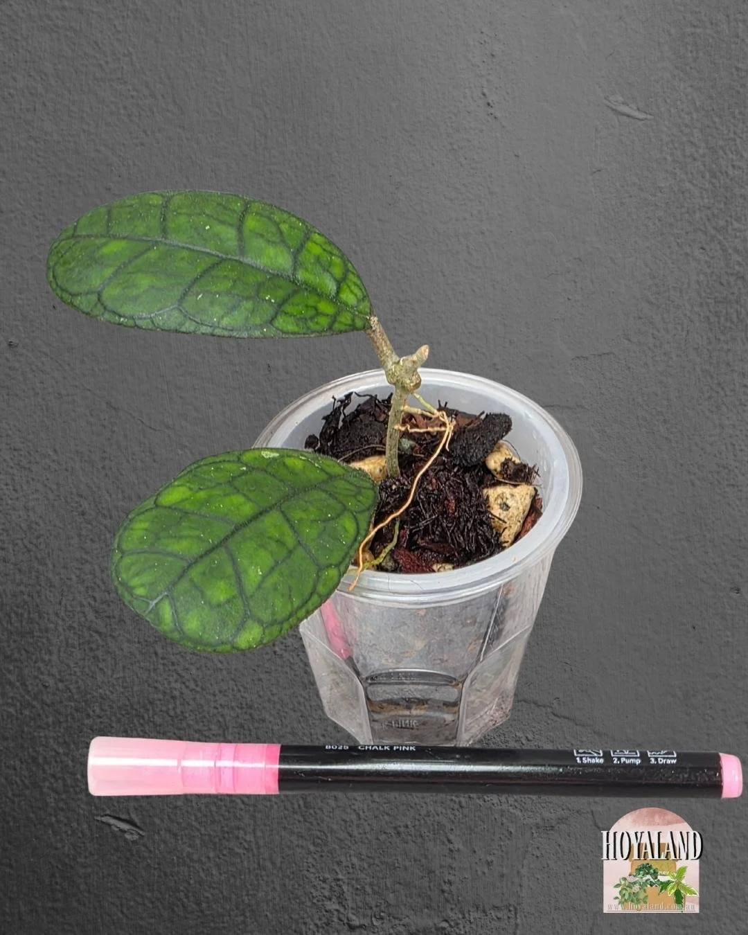 Hoya finlaysonii ah 021 (10).jpg