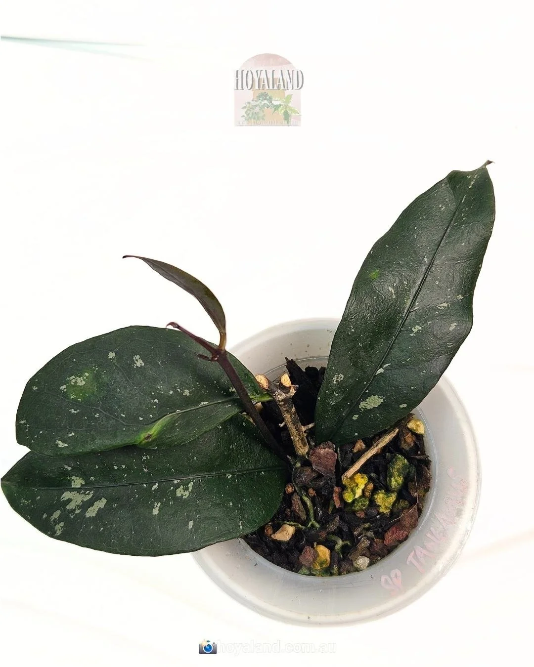 Hoya sp Tanggamus (3).jpg