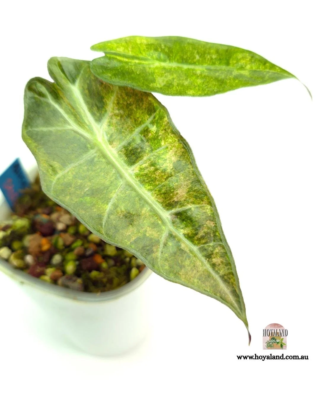 Alocasia sanderiana bull aurea (6).jpg