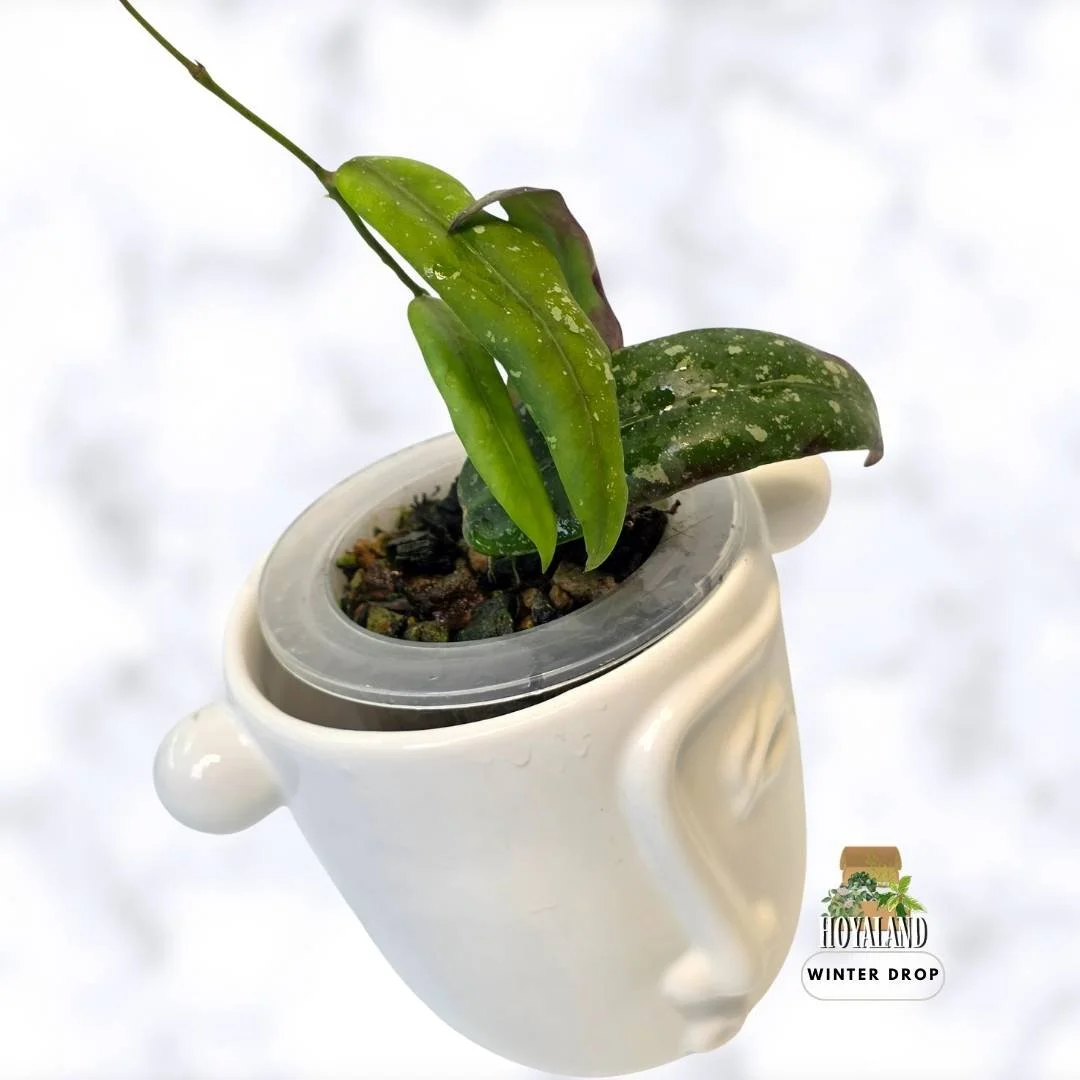 buy-rare-hoya-sp-sabah-gps-7950-aff-scortechinii-bronze-leaves-australia.webp (4).jpg