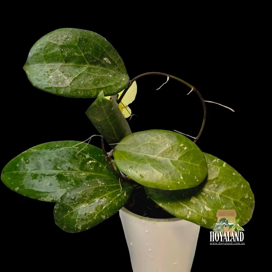 Hoya michele (3).jpg