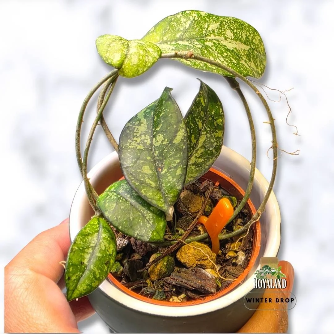 A lush Hoya crassipetiolata Splash showcasing speckled silver leaves and prominent dark green veins.