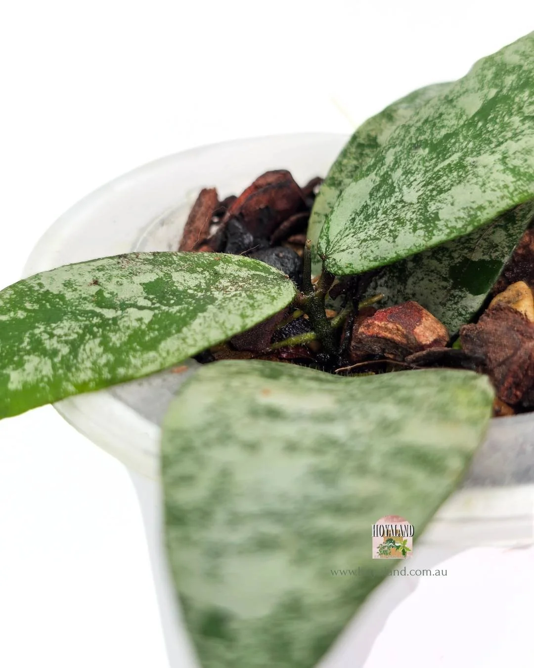 Hoya flagellata silver.jpg