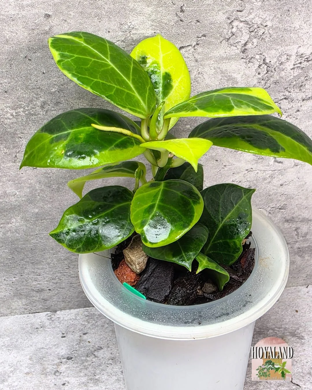 Hoya obscura albo (2).jpg