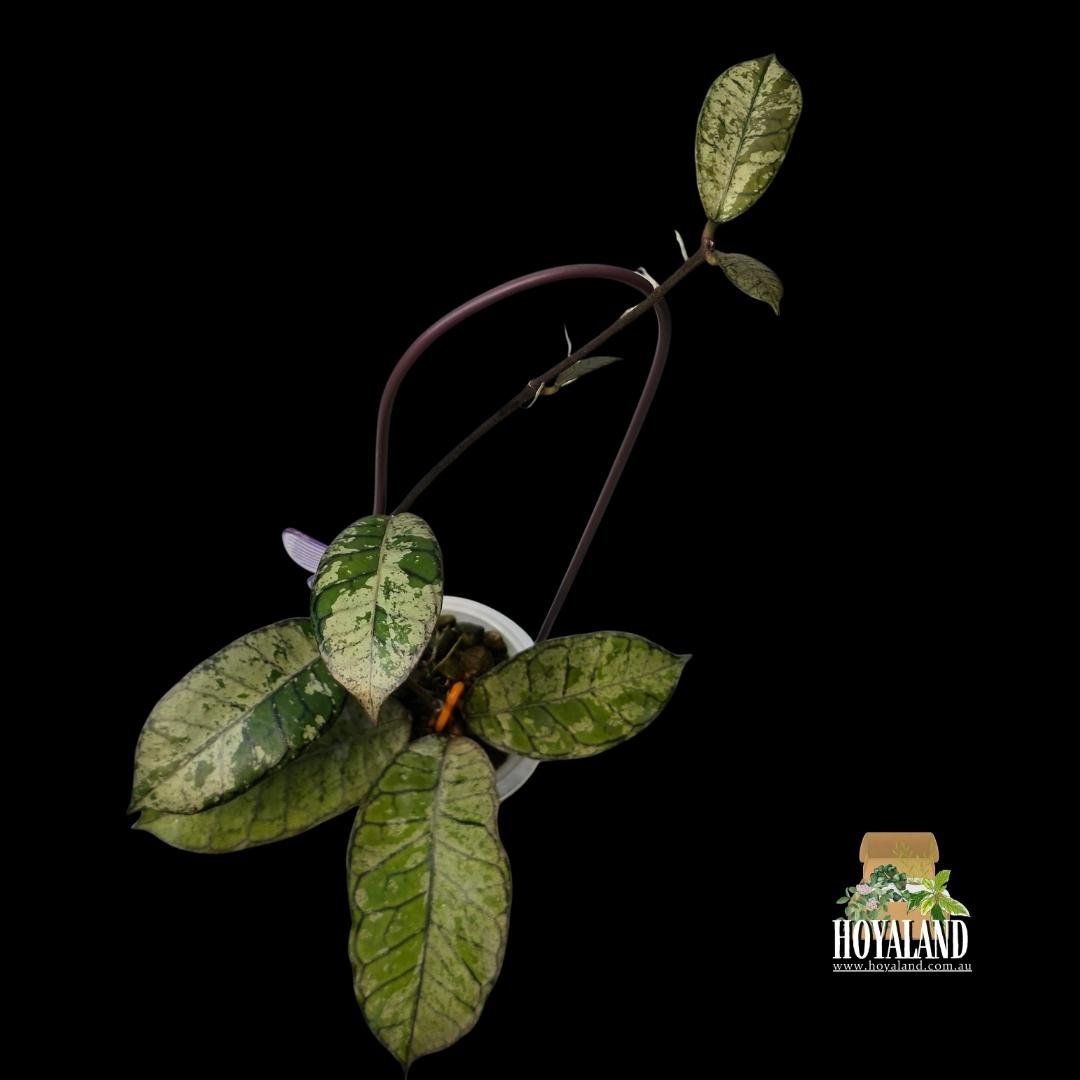 Hoya gunung gading silver ghost large (3).jpg