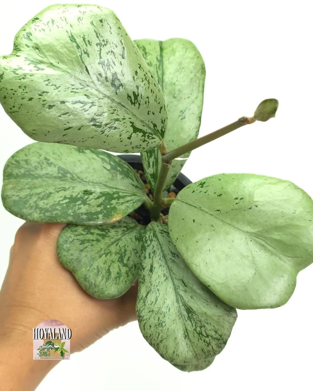 🌞 Hoya sp Chiang Dao (Silver) | Ultra rare  🎇