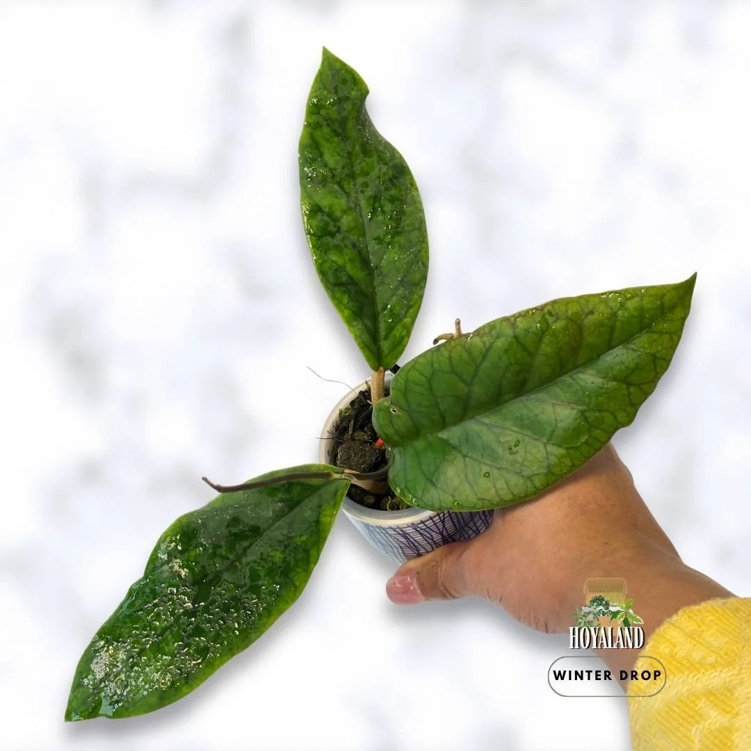 remium Hoya AH 032 displaying prominent veining on thick leaves with active new growth