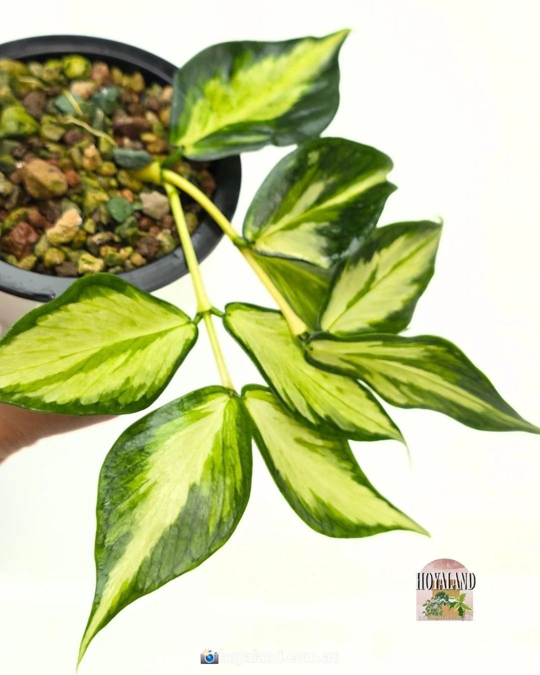 🌞 Hoya polyneura 'Inner Variegated' –The Golden Fishtail | 2-Tips 🩷