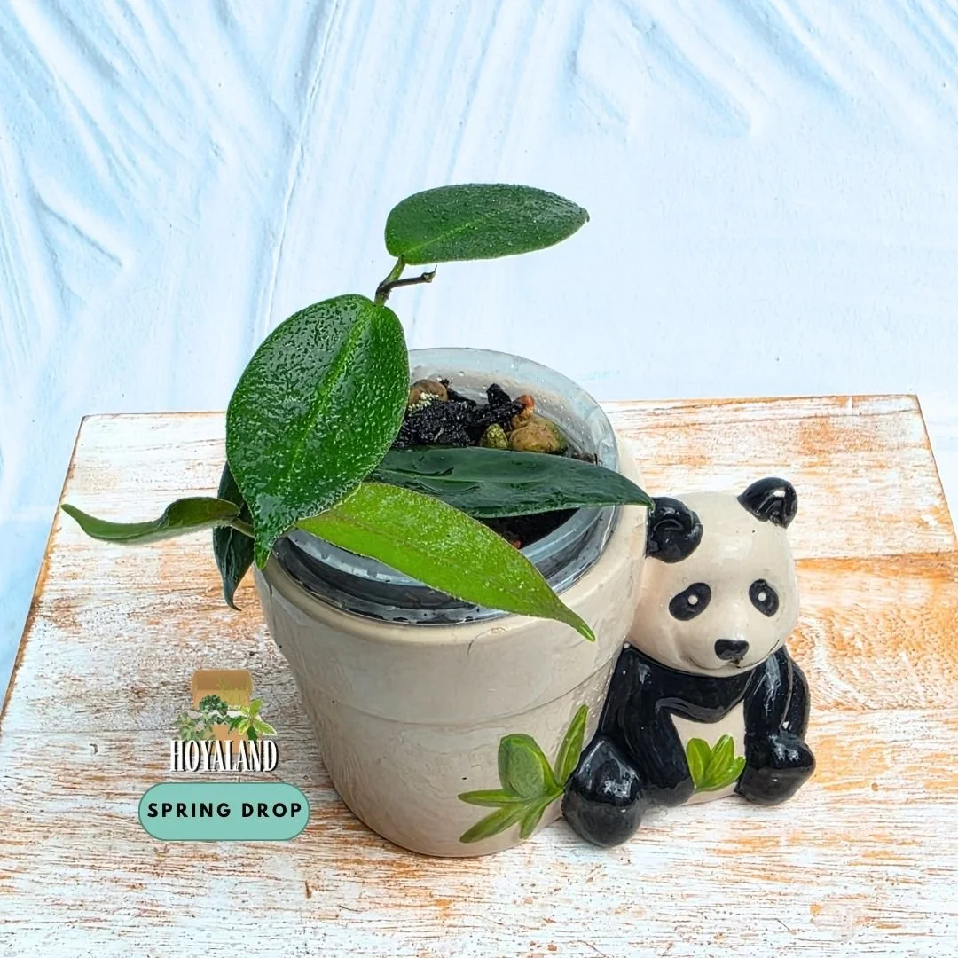 Hoya piestolepsis (5).jpg