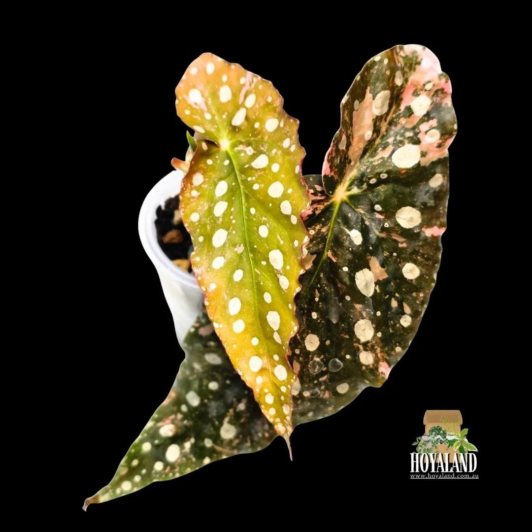begonia maculata variegata a (1).jpg