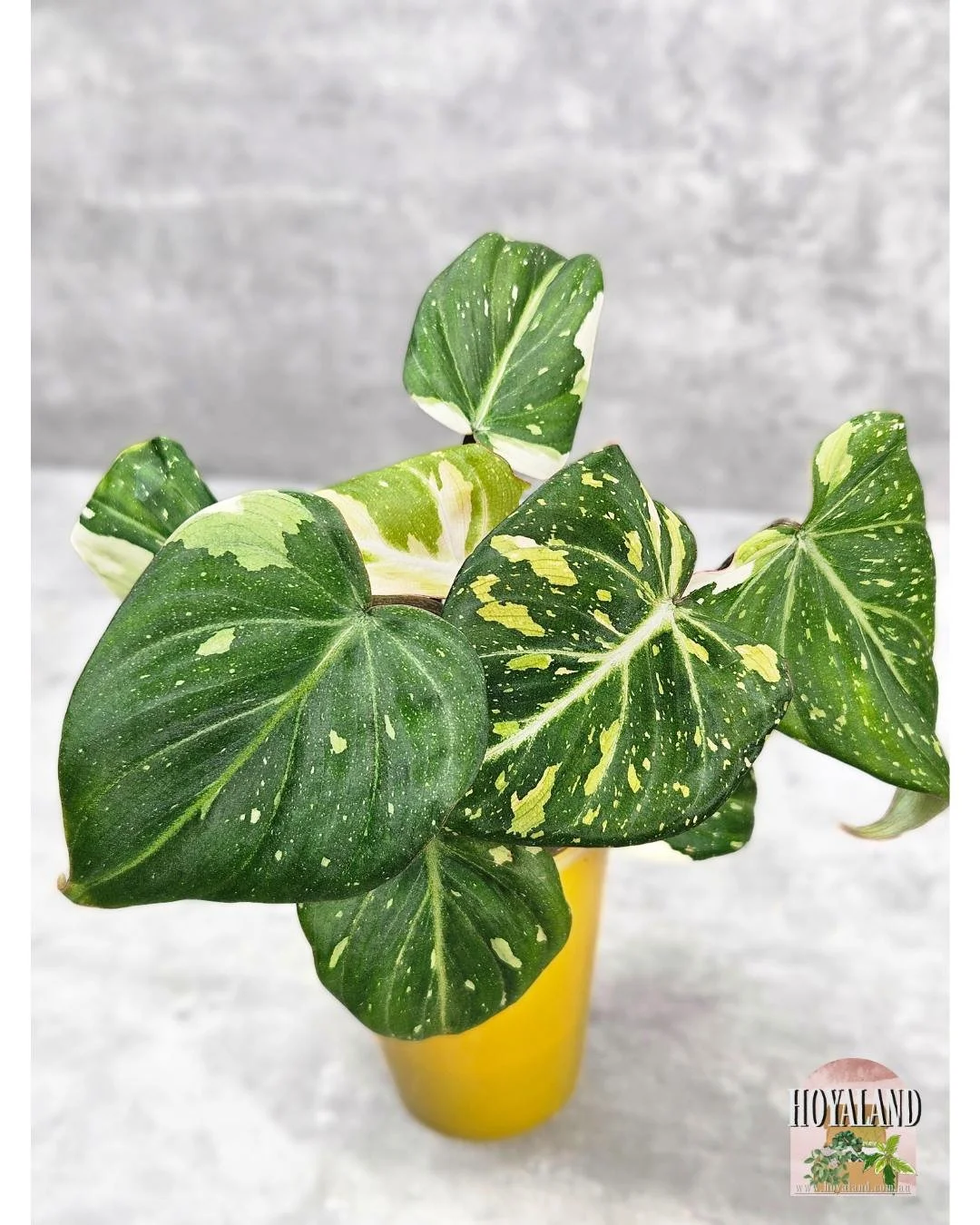 Philodendron Gloriousum Variegata (3).jpg