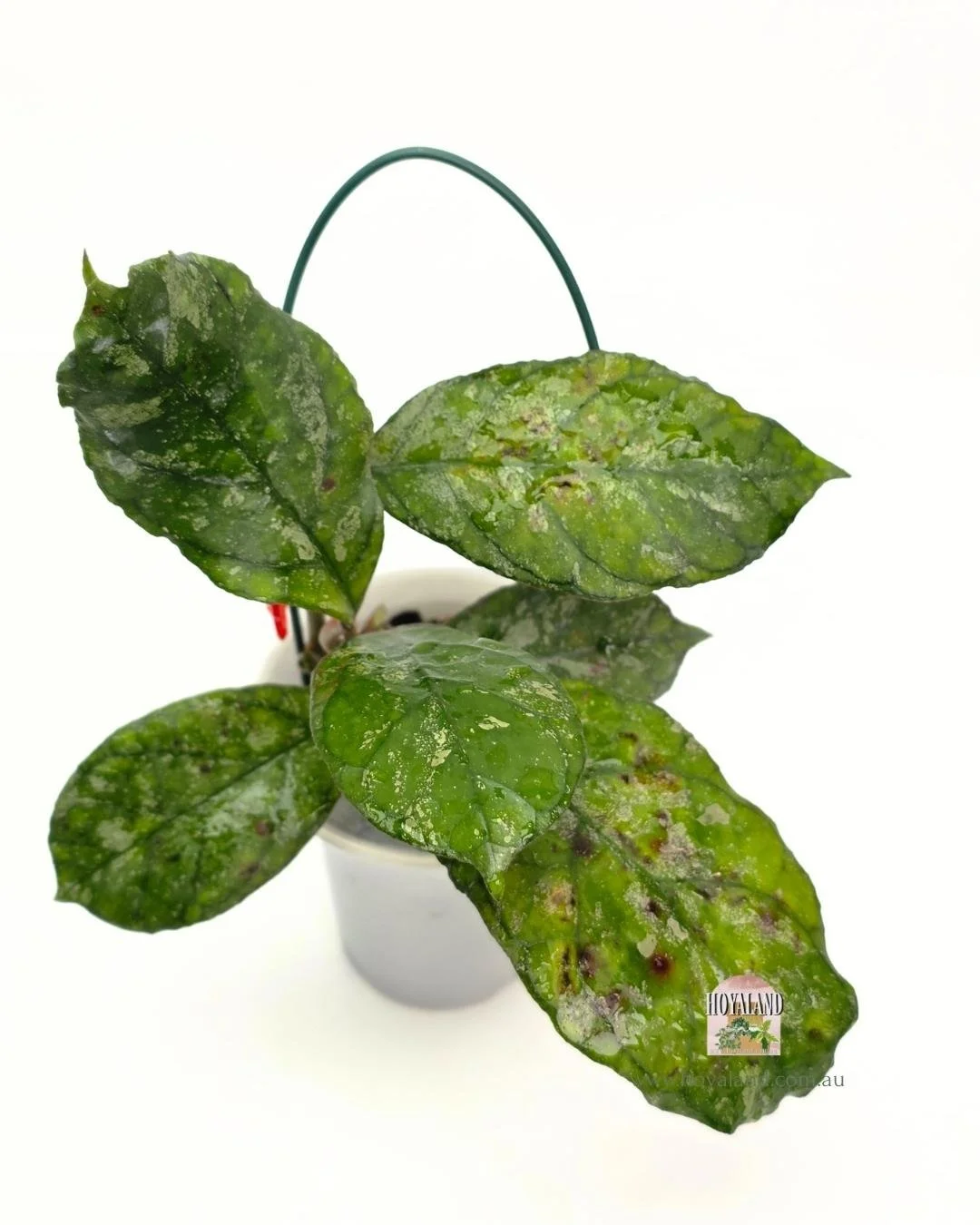 Hoya Surprise (2).jpg