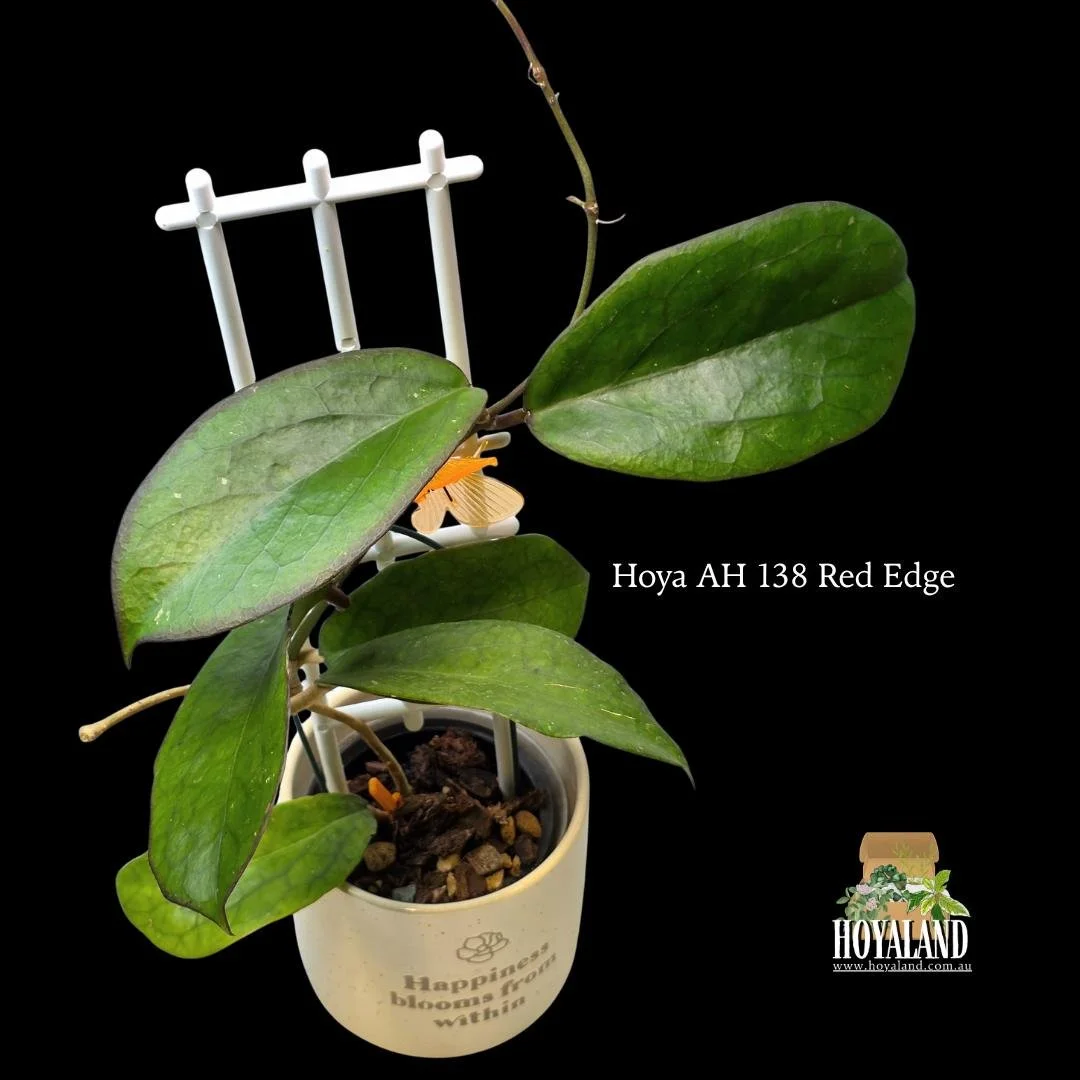 ⛄ Hoya AH 138 (Red Edge) | Rare Large Leaf Sun-Stressing Collector Hoya