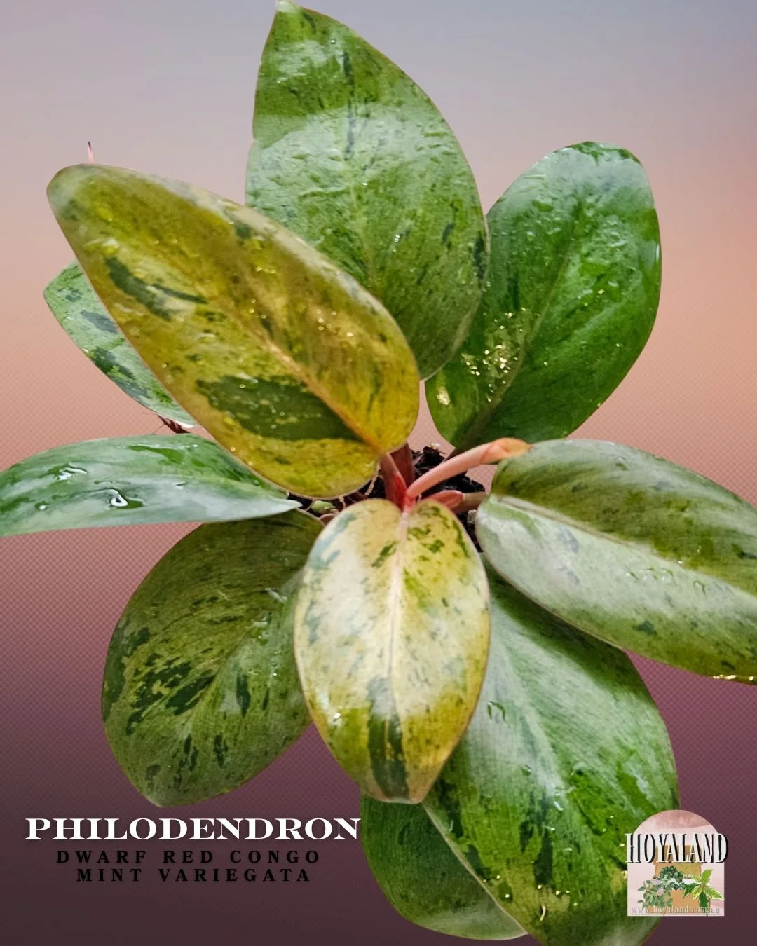 dwarf red congo mint.jpg