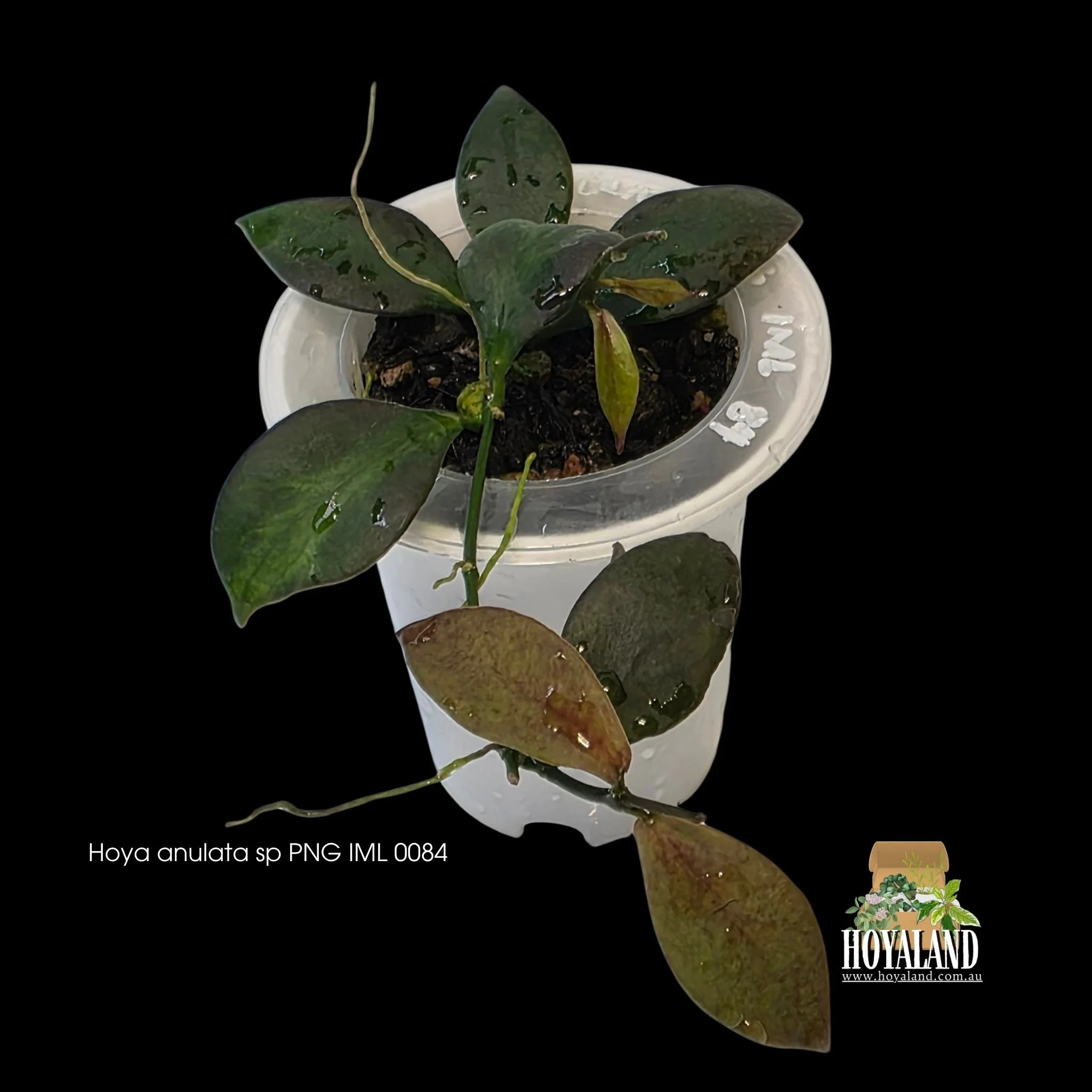 Hoya anulata PNG IML 0084 rare small leaf collector plant showing a compact vining habit with subtle green on green center variegation.