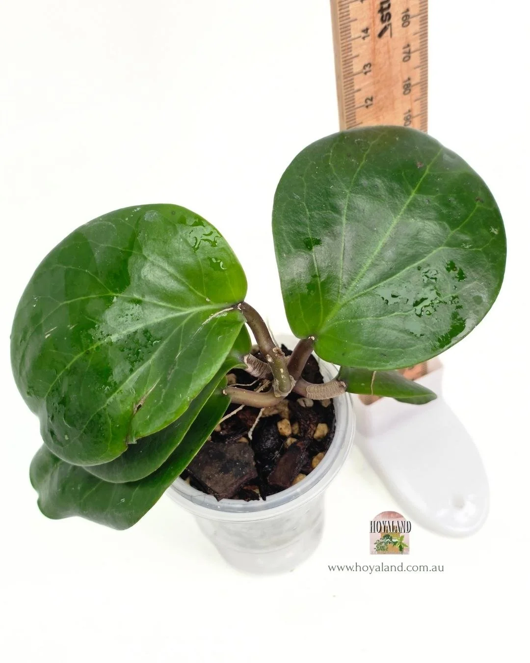 🍂  Hoya Kerrii x Erythrina Hybrid  B