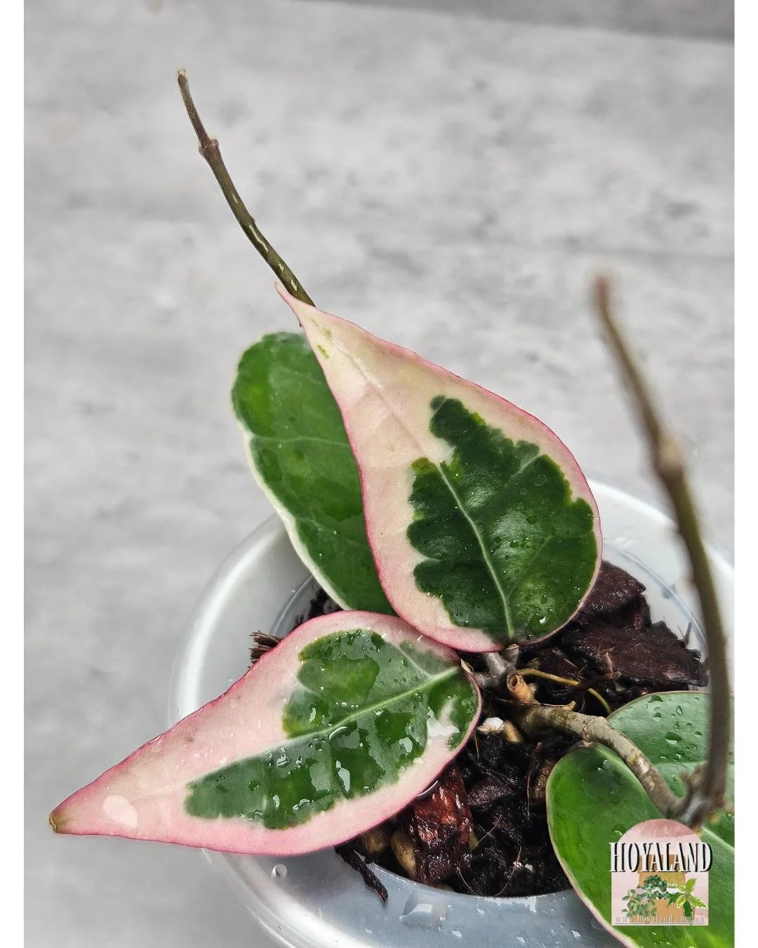 Hoya sp Panglay Albo (2).jpg