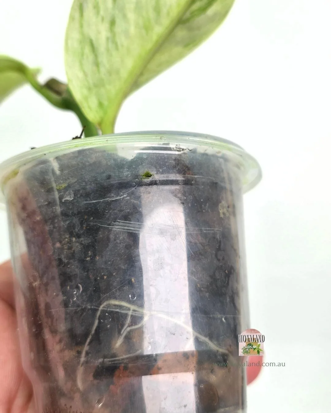 Rhaphidophora elliptifolia variegata (1).jpg