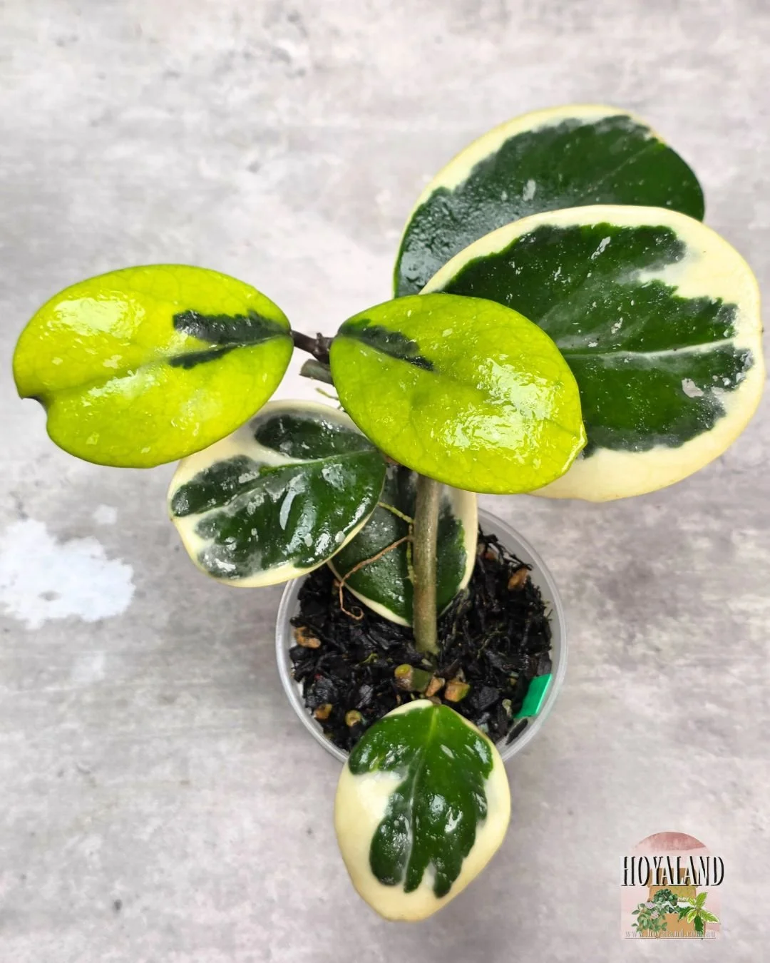 Hoya obovata albo (4).jpg